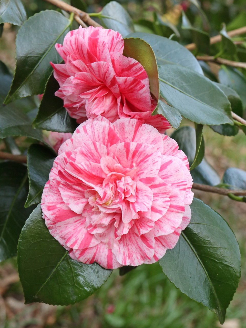 C. japonica 'Comte de Gomer'